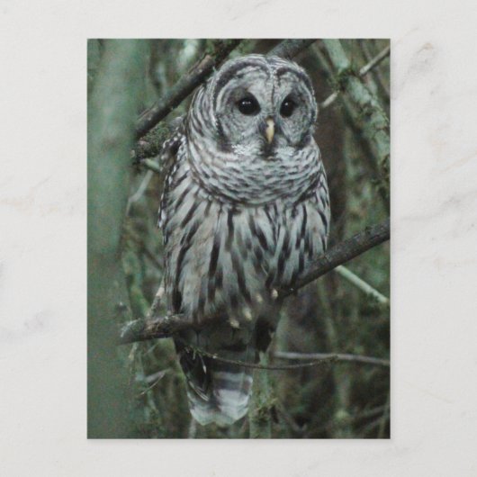 Repérez la carte postale 02 de hibou (Devant)
