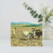Replica Ethiopië, Runderploeg Briefkaart (Staand voorkant)