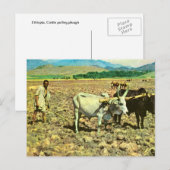 Replica Ethiopië, Runderploeg Briefkaart (Voorkant / Achterkant)