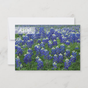 Réponse Texas Bluebonnets Photo sur Cartes Noires