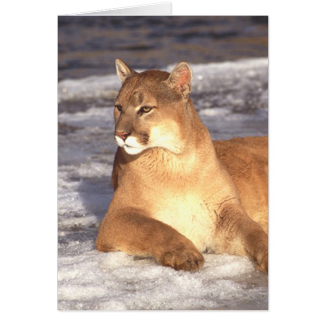 Repos de puma (Devant)