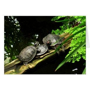 Repos des tortues blanches