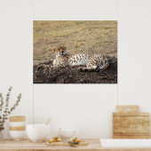 Repose Cheetah - Poster de la faune des beaux-arts (Cuisine)