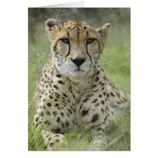 Repose dans l'herbe (Devant)