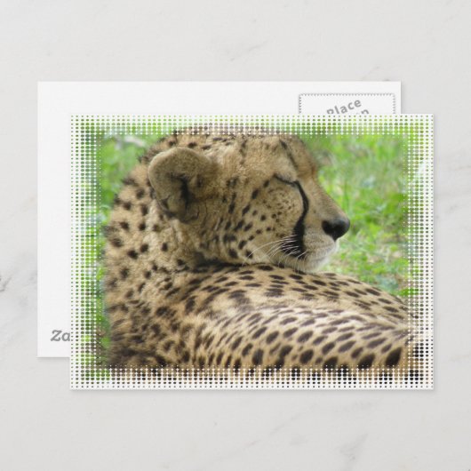 Repose de la carte postale Cheetah (Devant / Derrière)