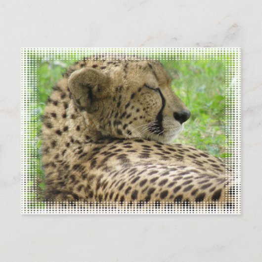 Repose de la carte postale Cheetah (Devant)