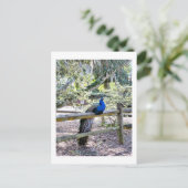 Repose de la carte postale Peacock (Debout devant)