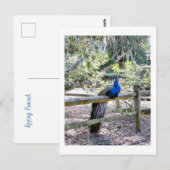 Repose de la carte postale Peacock (Devant / Derrière)