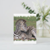 Repose de la carte postale Zebra (Debout devant)