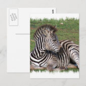 Repose de la carte postale Zebra (Devant / Derrière)
