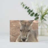 Repose des cartes postales Kangaroo (Debout devant)