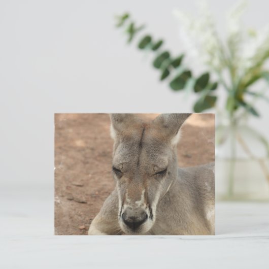 Repose des cartes postales Kangaroo (Debout devant)