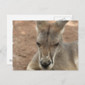 Repose des cartes postales Kangaroo (Devant / Derrière)