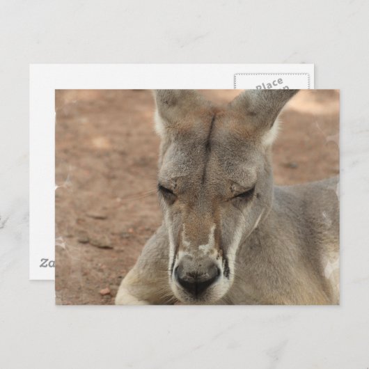 Repose des cartes postales Kangaroo (Devant / Derrière)