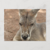 Repose des cartes postales Kangaroo (Devant)