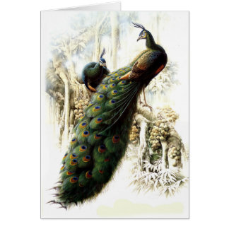 Repose des Peacocks