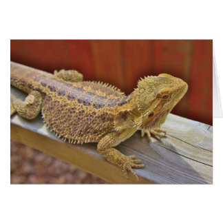 Repose du dragon barbu 2
