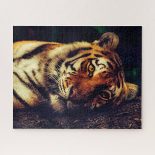 Repose du puzzle de tigre