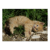 Repose Tabby Baby (Devant horizontal)