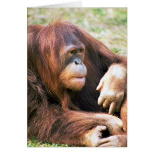 Reposer d'orang-outan