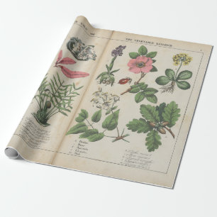 Reproductie van  Britse botanische kunst Cadeaupapier