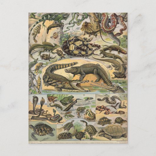 Reptielen Briefkaart (Voorkant)