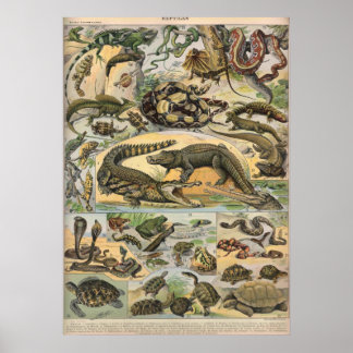 Reptielen - Collectie van reptielen Poster