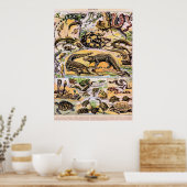 reptielen door Adolphe Millot Poster (Keuken)