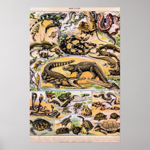 reptielen door Adolphe Millot Poster