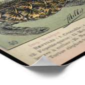 Reptielen Poster (Hoek)