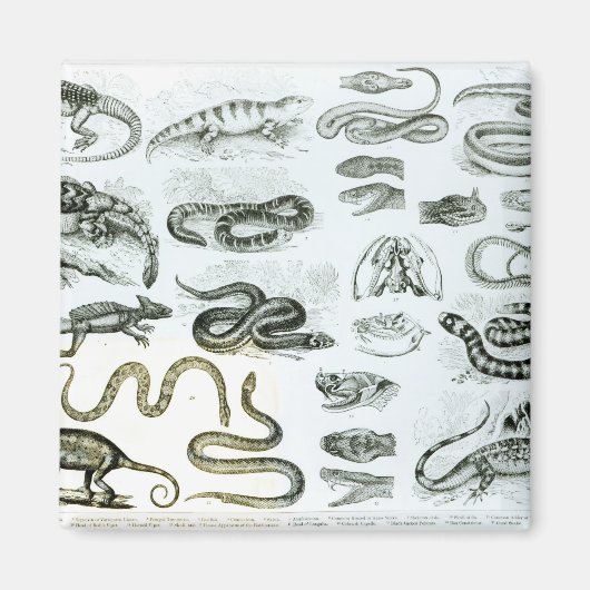 Reptielen, serpenten en luiken magneet (Voorkant)
