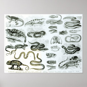 Reptielen, serpenten en luiken poster