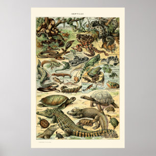  reptielen van Adolphe Millot Poster