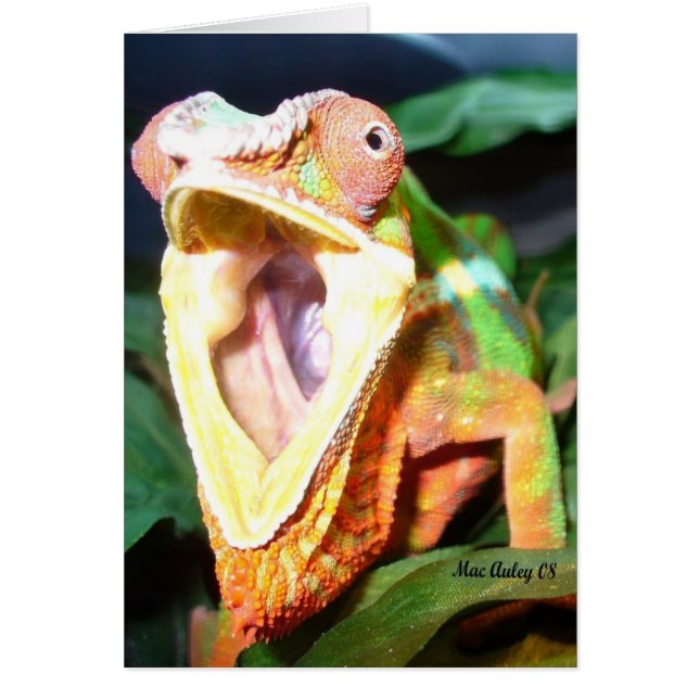 reptielkaart (Voorkant)