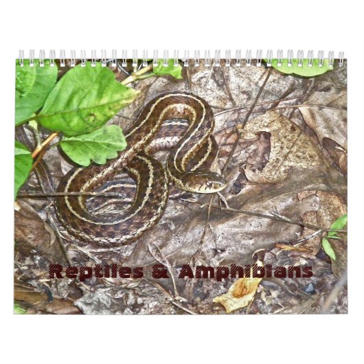 Reptiles et amphibiens du calendrier #1 (Protection)