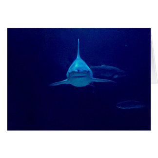 Requin