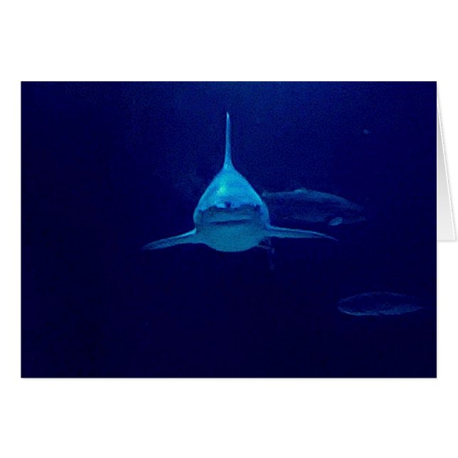 Requin (Devant horizontal)