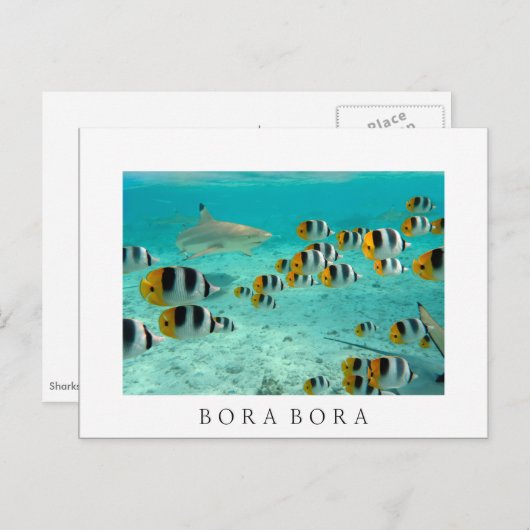 Requin à Bora Bora Carte postale en texte blanc (Devant / Derrière)