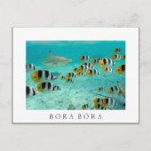 Requin à Bora Bora Carte postale en texte blanc (Devant)