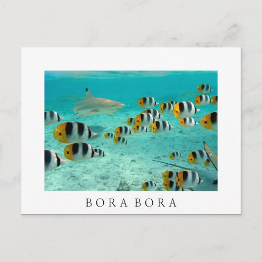 Requin à Bora Bora Carte postale en texte blanc (Devant)