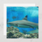 Requin avec des invitations de récif (Devant / Derrière)