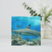 Requin avec des invitations de récif (Debout devant)