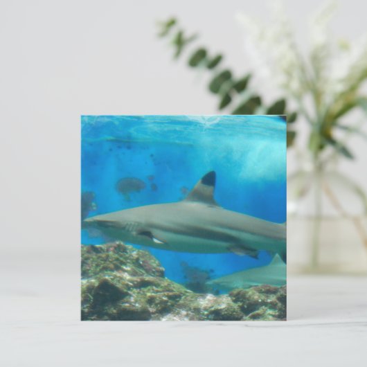 Requin avec des invitations de récif (Debout devant)