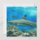 Requin avec des invitations de récif (Devant)