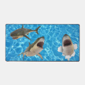 Requin blanc (Recto)