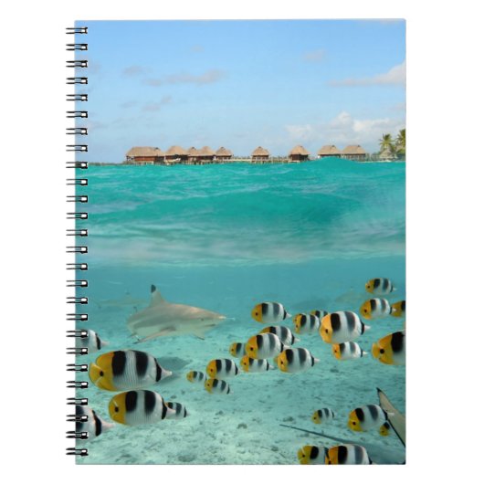 Requin chassant des poissons dans le carnet de (Devant)