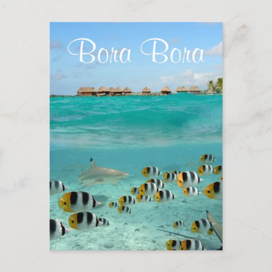 Requin chasse poissons dans Bora Bora carte postal (Devant)