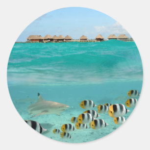 Requin chasse poissons dans lagune autocollant ron