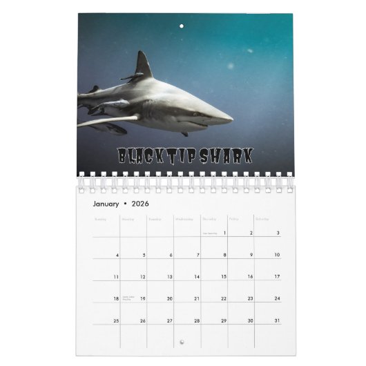 Requins Collection Showcase Wall Calendrier (Jan 2026)