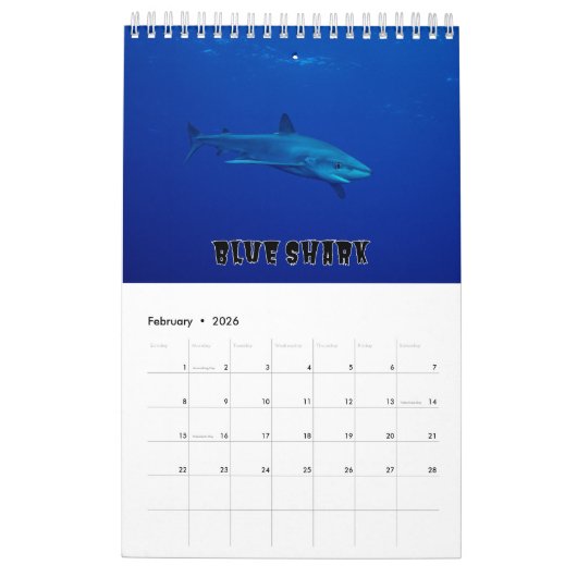 Requins Collection Showcase Wall Calendrier (Feb 2026)